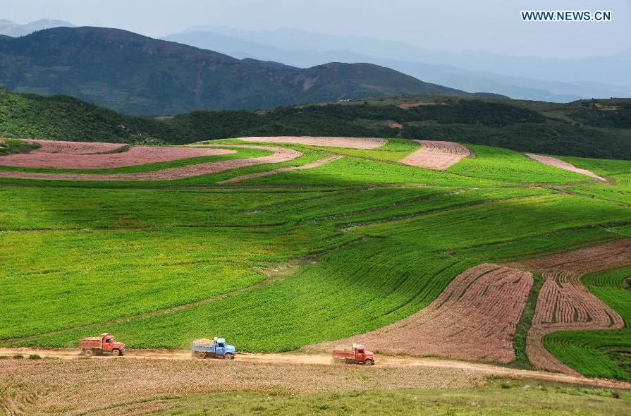 Stunning scenery of buckwheat field in SW China