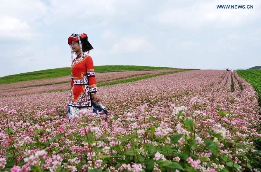 Stunning scenery of buckwheat field in SW China