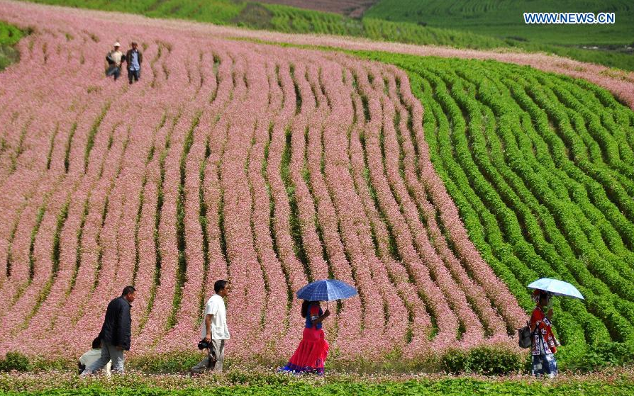 Stunning scenery of buckwheat field in SW China