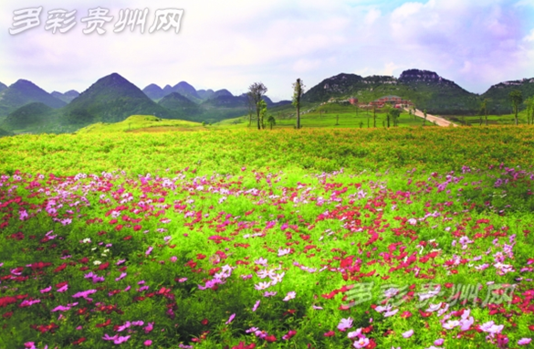 Must-see autumn scenery in Guizhou