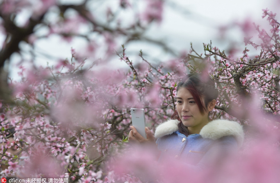 Cherry blossom signal arrival of spring