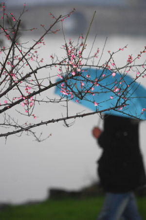 Red plum blossoms at West Lake