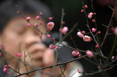 Red plum blossoms at West Lake