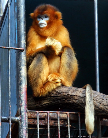 Golden monkey gets induced abortion