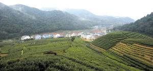 2009 Longjing Tea appears on market before harvest time