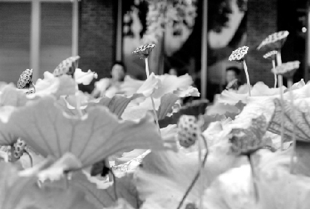 West Lake lotus flowers withering earlier