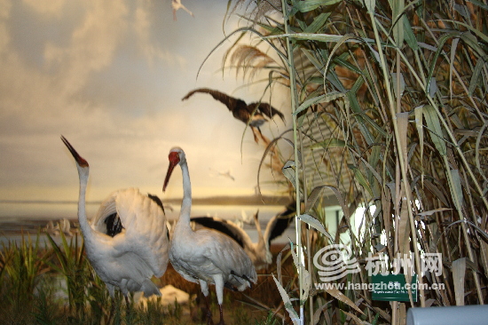 China’s first wetland museum inaugurated in Hangzhou