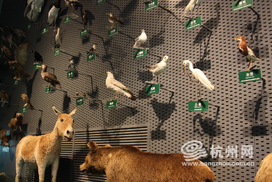 China’s first wetland museum inaugurated in Hangzhou