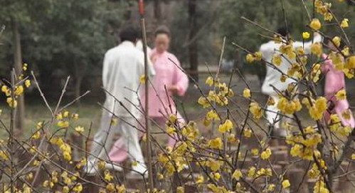 Xixi Wetland Plum in Blossom