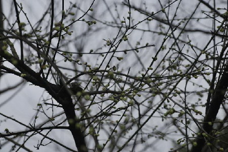 Plum Blossom Festival kicks off