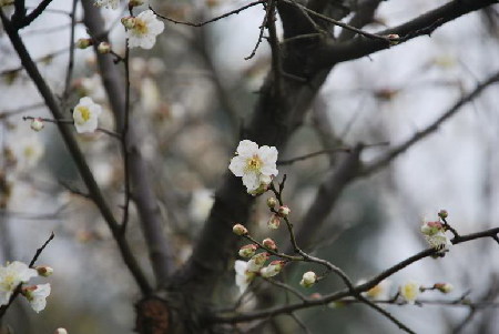 Plum Blossom Festival kicks off