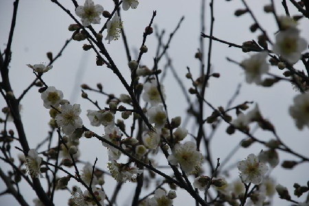 Plum Blossom Festival kicks off