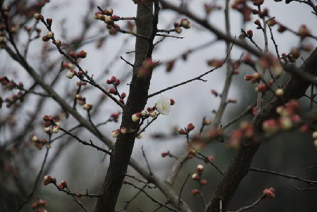 Plum Blossom Festival kicks off