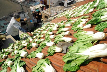 Stomping your own pickled cabbage - bare feet work best