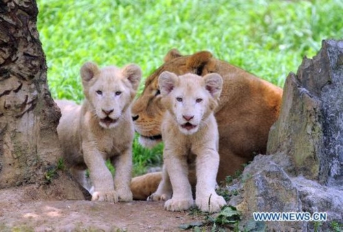 Cute white lion cubs make debut in Hangzhou