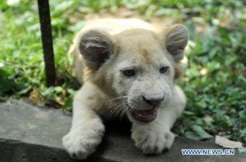 Cute white lion cubs make debut in Hangzhou