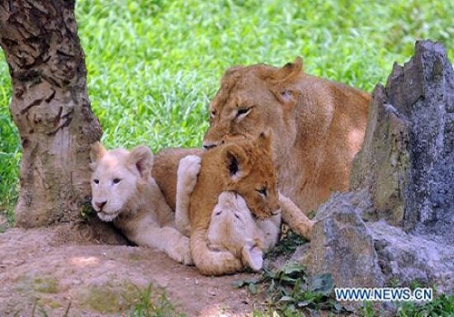 Cute white lion cubs make debut in Hangzhou