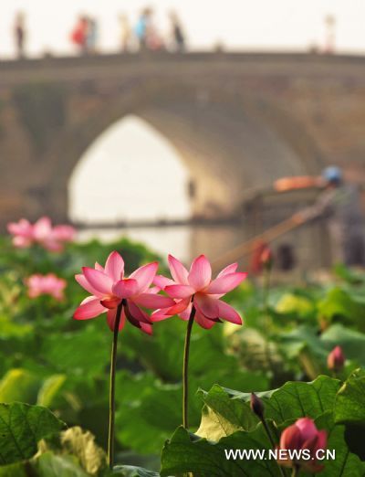 Lotus flowers in full blossom in West Lake