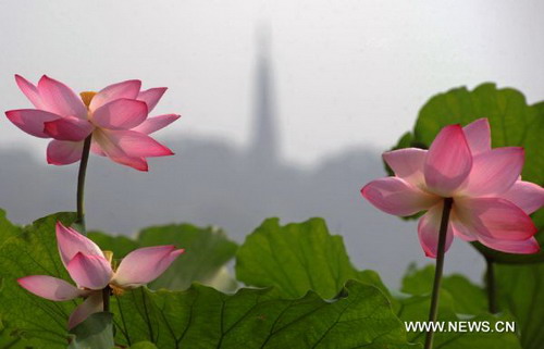 Lotus flowers in full blossom in West Lake