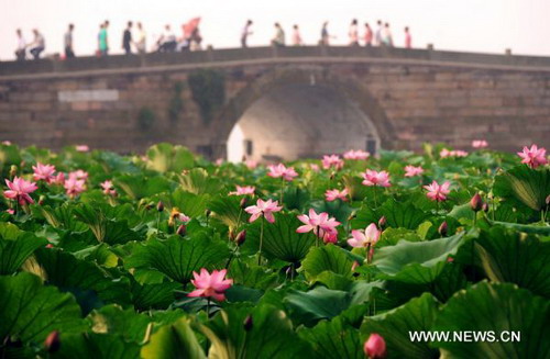 Lotus flowers in full blossom in West Lake