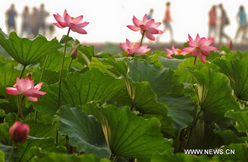 Lotus flowers in full blossom in West Lake