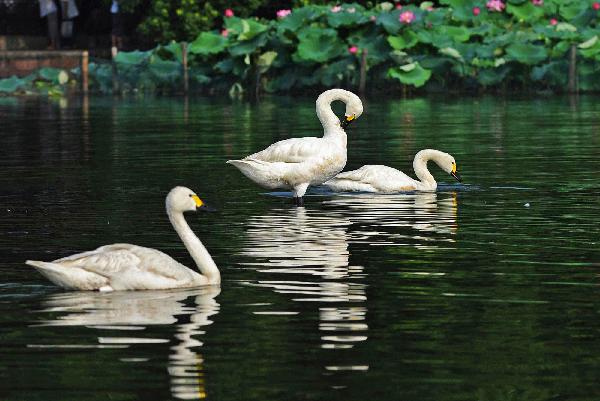 20 swans immigrate to West Lake from Hangzhou zoo