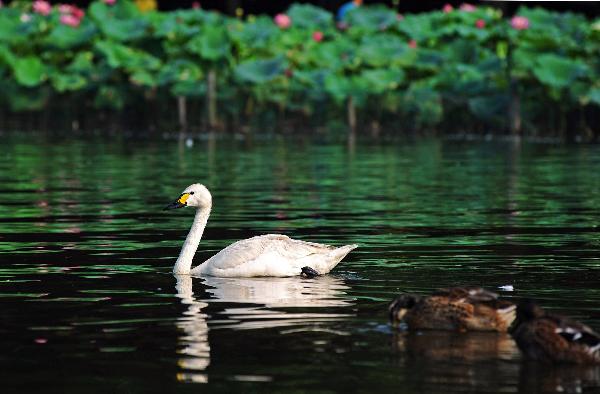 20 swans immigrate to West Lake from Hangzhou zoo