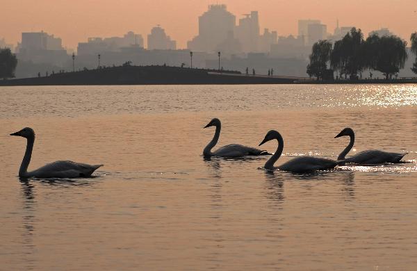 20 swans immigrate to West Lake from Hangzhou zoo