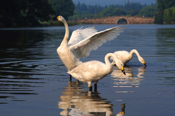 20 swans immigrate to West Lake from Hangzhou zoo