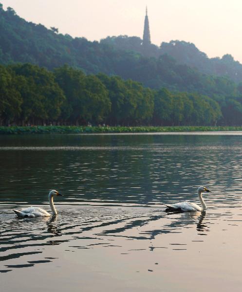 20 swans immigrate to West Lake from Hangzhou zoo