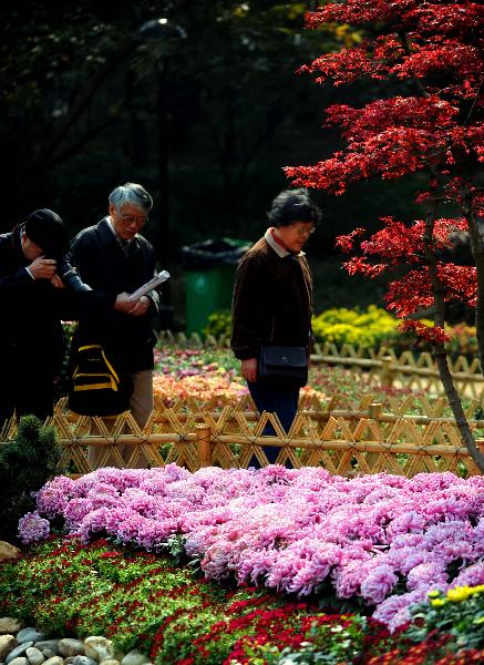 Chrysanthemum show held in China's Hangzhou Botanical Garden