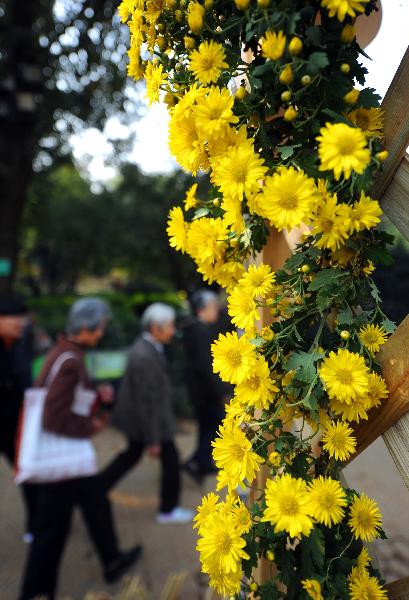 Chrysanthemum show held in China's Hangzhou Botanical Garden