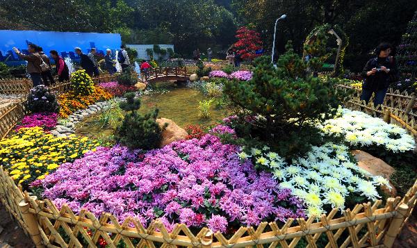 Chrysanthemum show held in China's Hangzhou Botanical Garden