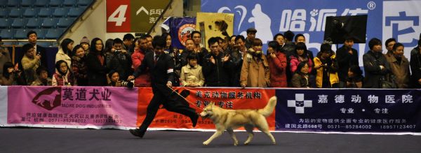 Dog show in east China