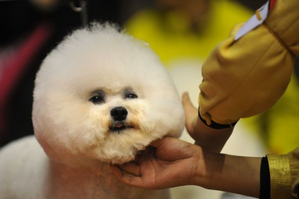 Dog show in east China