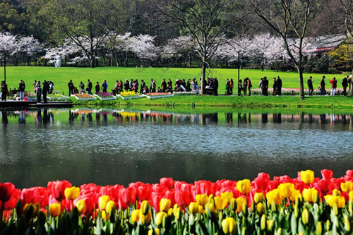 Lost in tulip clouds in Hangzhou