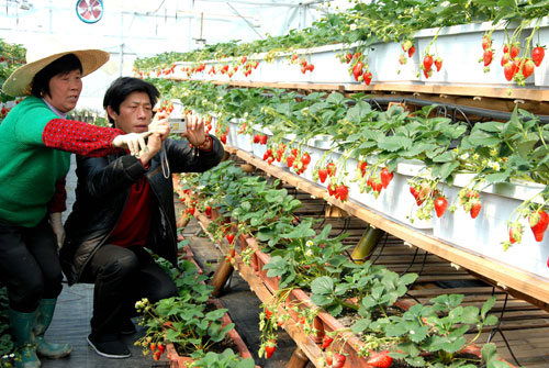 “Fruit picking” tour of Sandu