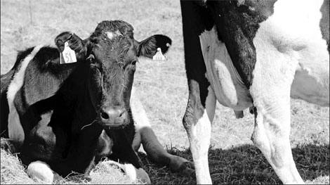 Fonterra inks farm deal to milk from demand