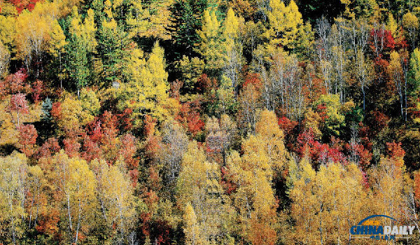Colorful autumn view of Saihanba prairie