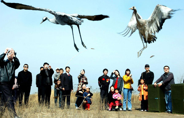 Helping birds in transit