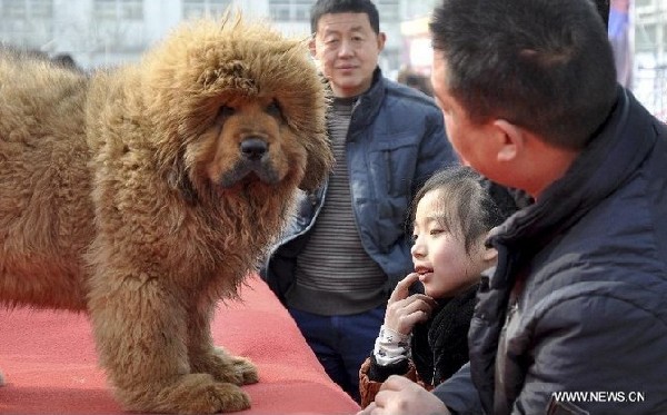 Tibetan mastiff exhibition kicks off in China's Hebei