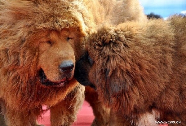 Tibetan mastiff exhibition kicks off in China's Hebei