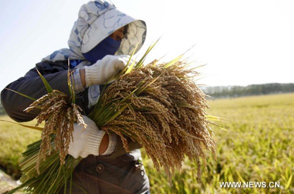 China's grain output likely to rise again