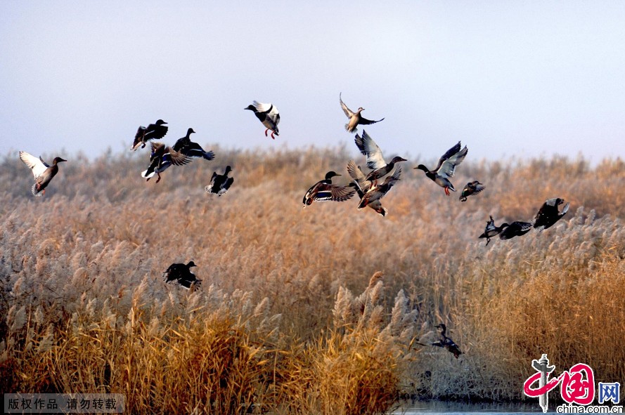 Caofeidian Wetlands Park in China's Hebei