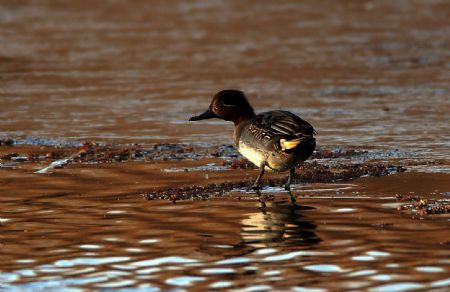 Mallards spend winter in Qinhuangdao