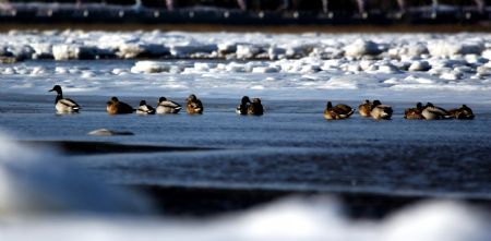 Mallards spend winter in Qinhuangdao