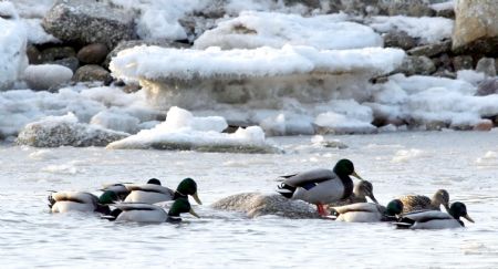 Mallards spend winter in Qinhuangdao