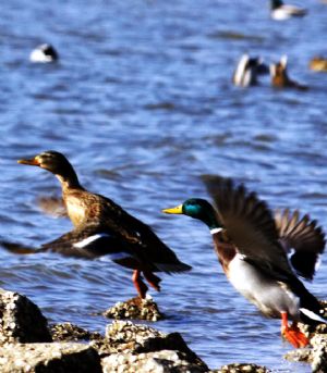 Mallards spend winter in Qinhuangdao