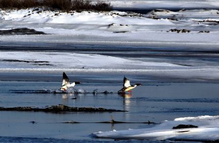 Mallards spend winter in Qinhuangdao