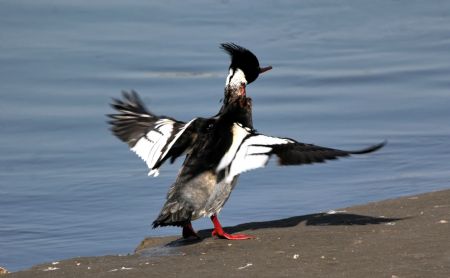 Mallards spend winter in Qinhuangdao